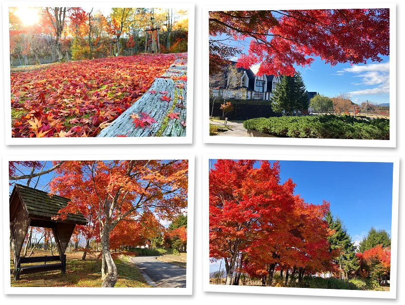 葉それぞれの色彩やカタチが囁きかける、自然が織りなす造形美の世界を愉しんでください。